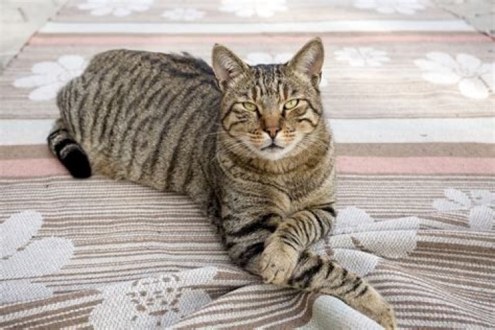 Are all striped cats male?