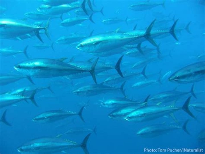 Are bluefin tuna warm blooded?