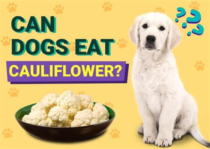 Are dogs allowed to eat cauliflower?
