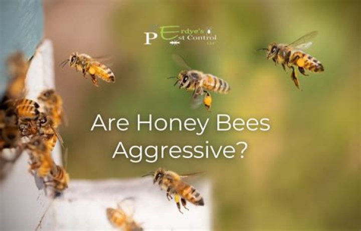 Are honey bees aggressive?