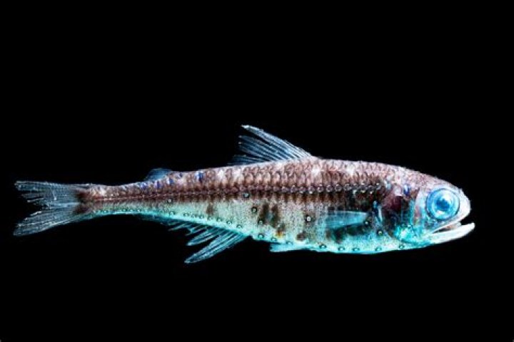 Are lantern fish deep sea?
