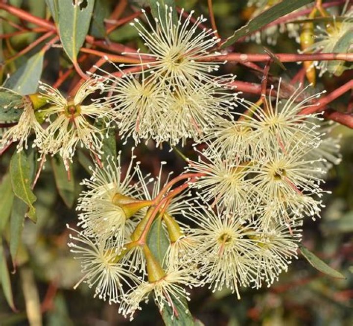 Are leucadendron frost hardy?