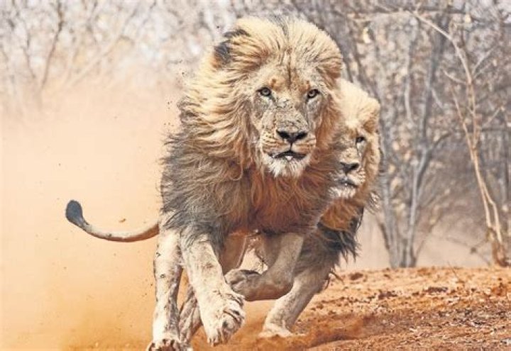 Are lions scared of lioness?