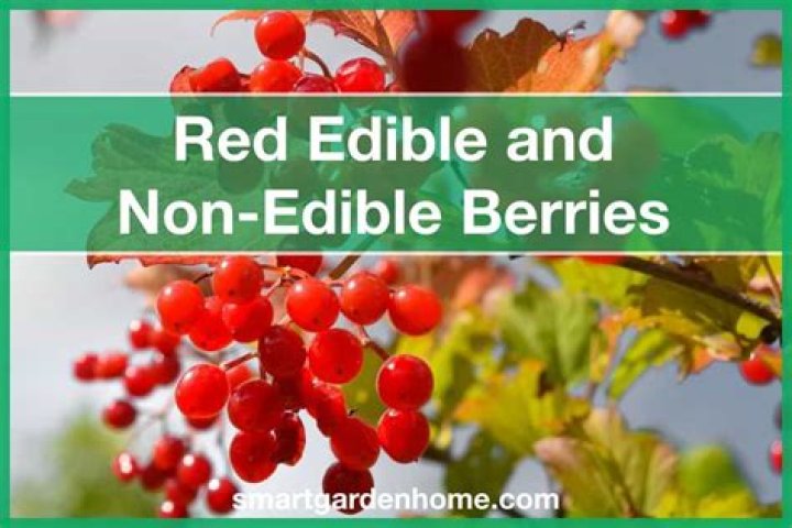 Are mandrake berries edible?