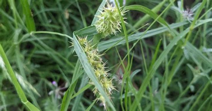 Are sand burrs perennial?
