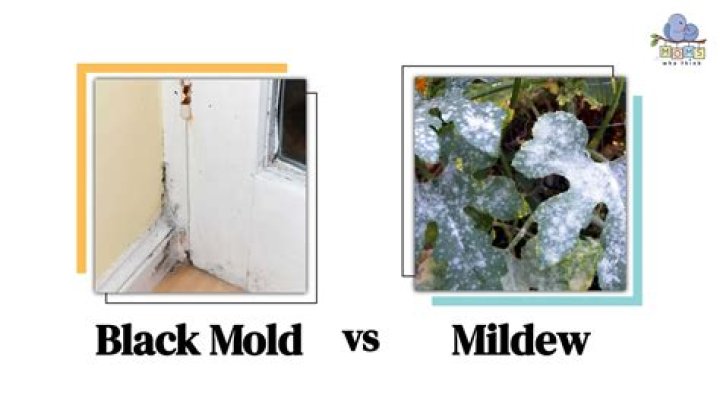 Can black mold be remediated?