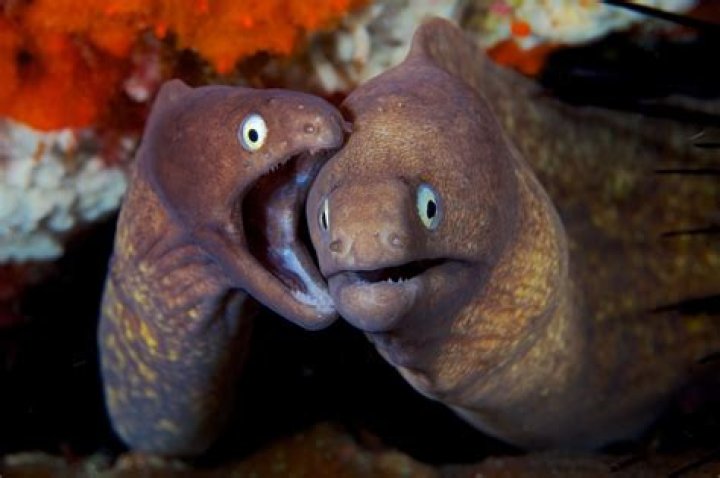 Can eels kill you?