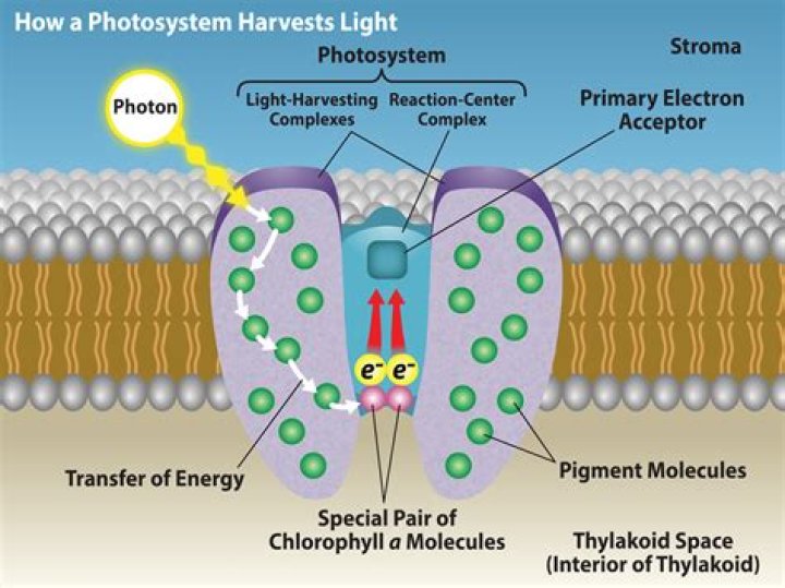 Can photons be fermions?