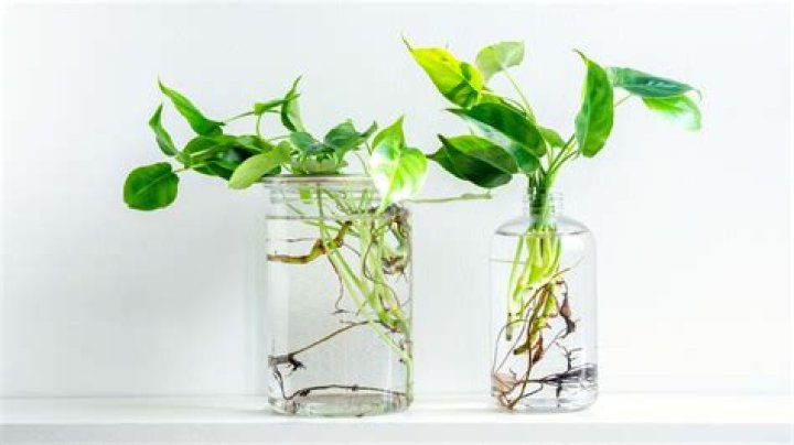 Can plants grow from cuttings?