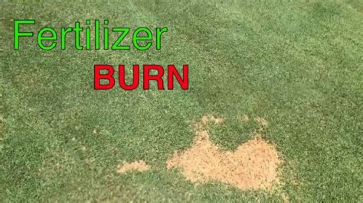 Can starter fertilizer burn your lawn?
