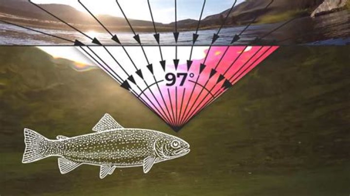 Can trout see line?
