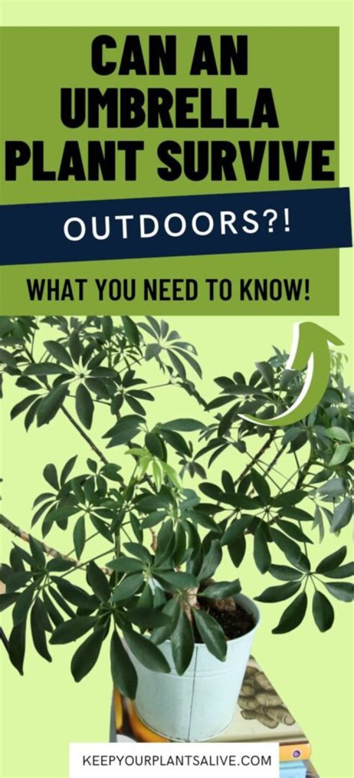 Can umbrella plants survive outside?