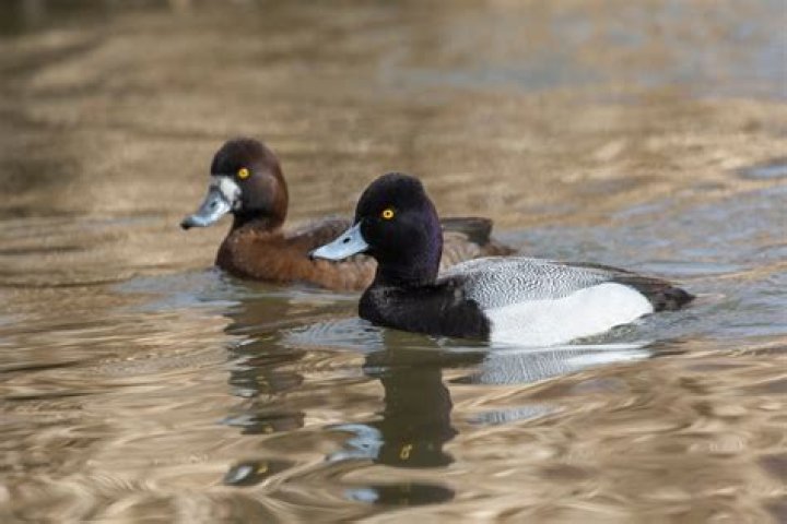Can you eat bluebill ducks?