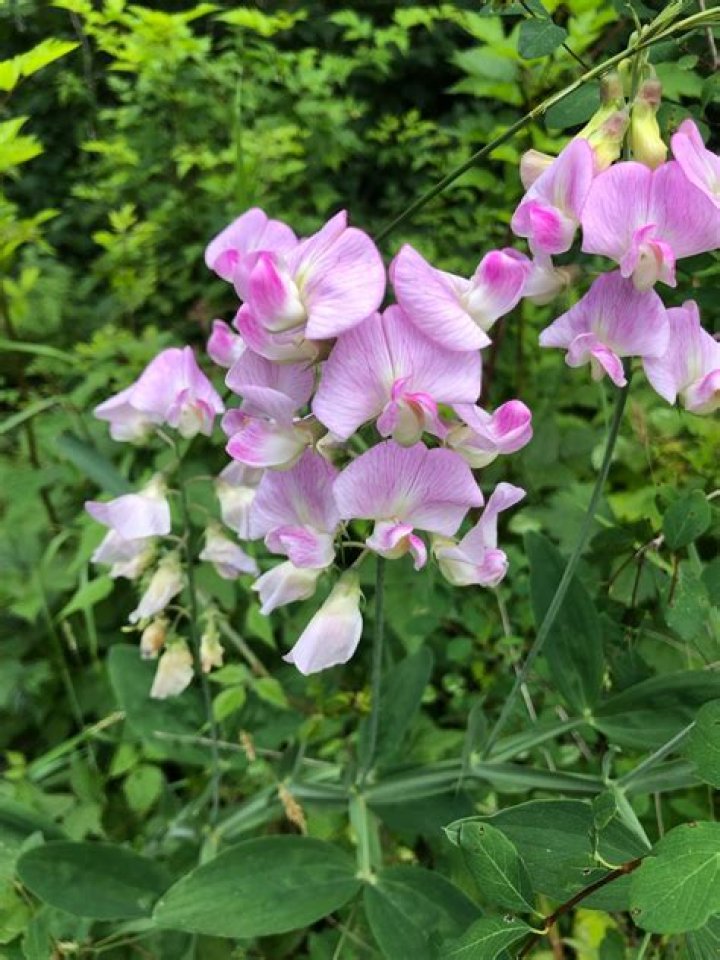 Can you eat lathyrus latifolius?