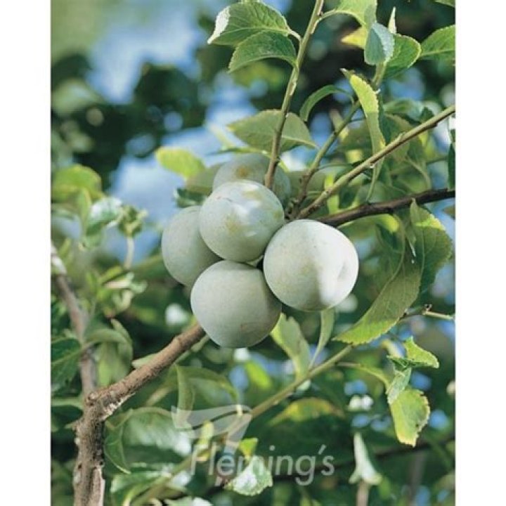 Can you freeze green gage plums?