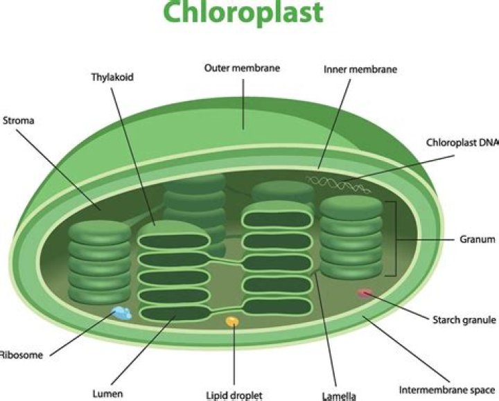 Could not be done if the chloroplast are damaged?