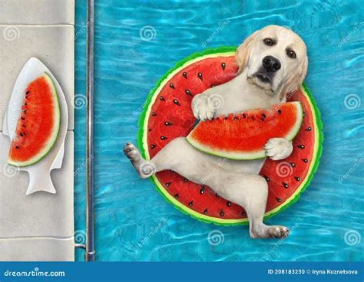 Could you give watermelon to dogs?