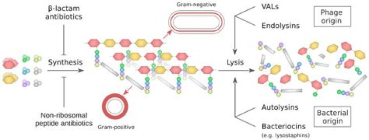 Do bacteria produce lysozyme?