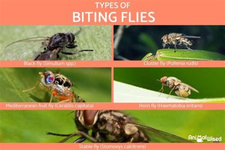 Do biting flies actually bite?