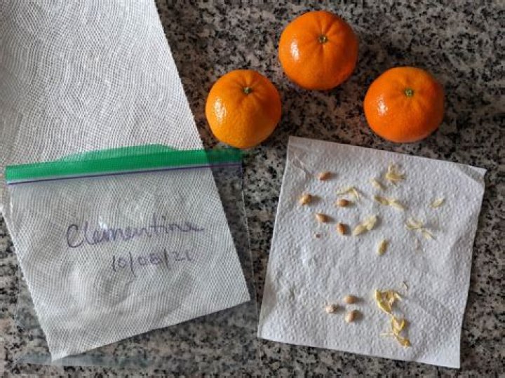 Do darling clementines have seeds?