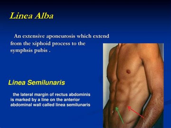 Do humans have a linea alba?