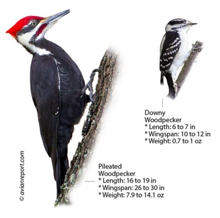 Do ivory-billed woodpeckers live in ohio?