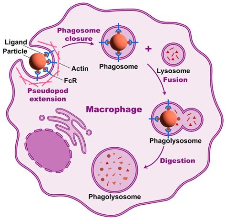 Do macrophages produce antibodies?