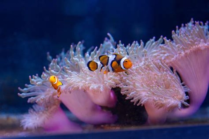 Do ocellaris clownfish need anemones?