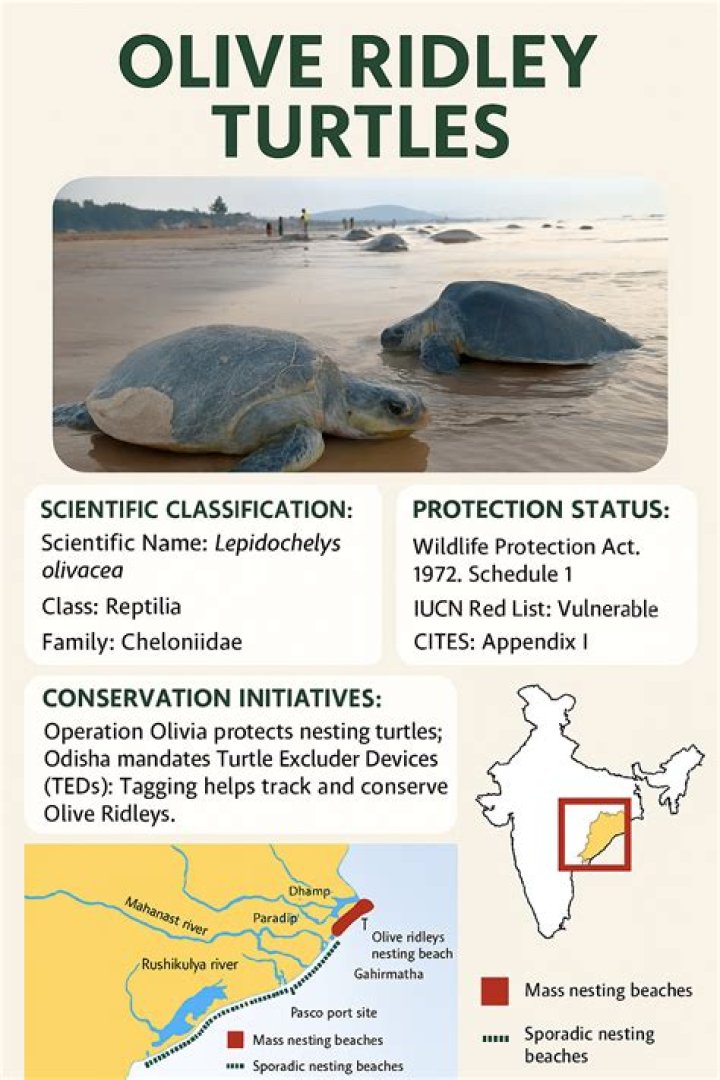 Do olive ridley turtles migrate?