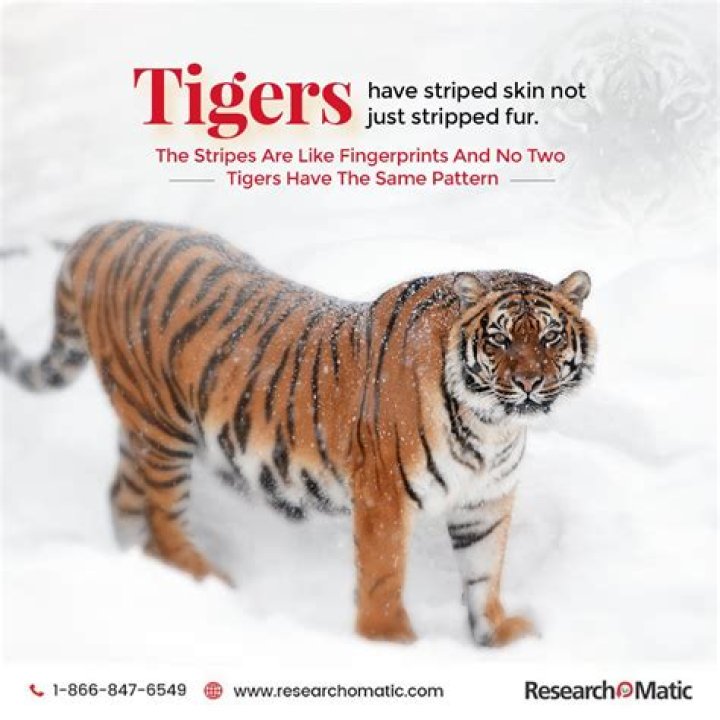 Do tiger have striped skin?