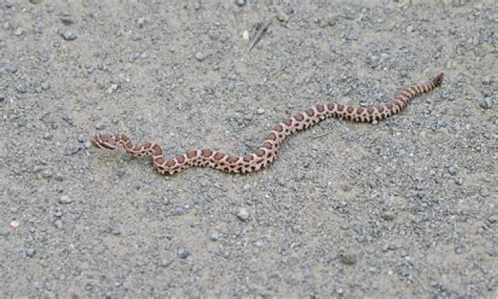 Does a baby rattlesnake have a rattle?