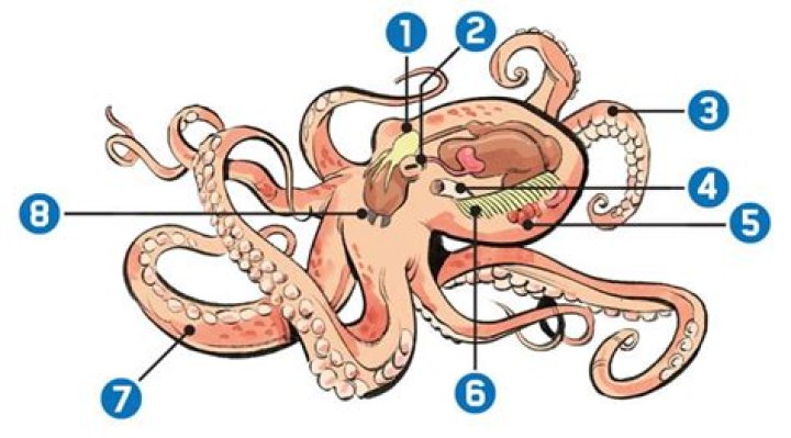Does an octopus have 9 brains?