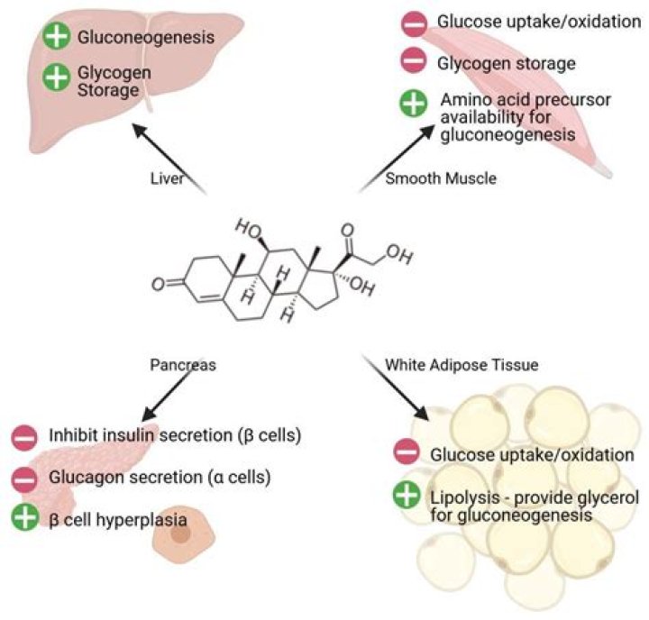 Does cortisol cause glycogenolysis?