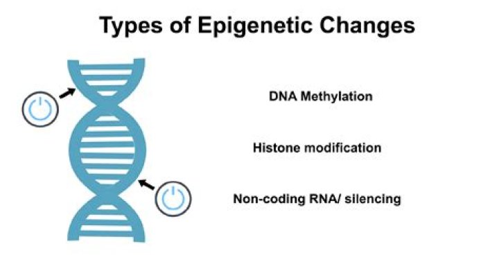 Does epigenetic affect height?