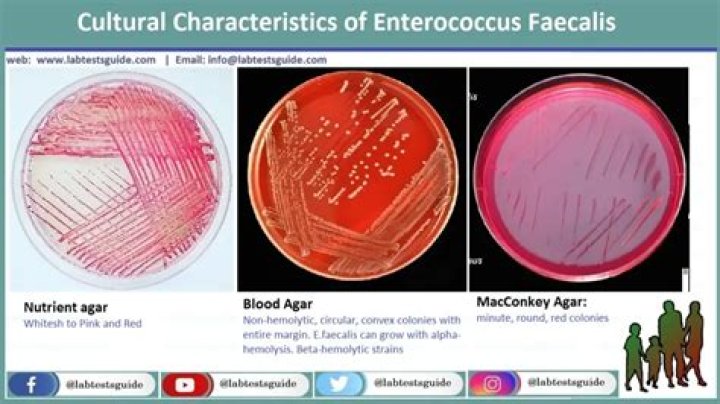 Does meropenem cover enterococcus?