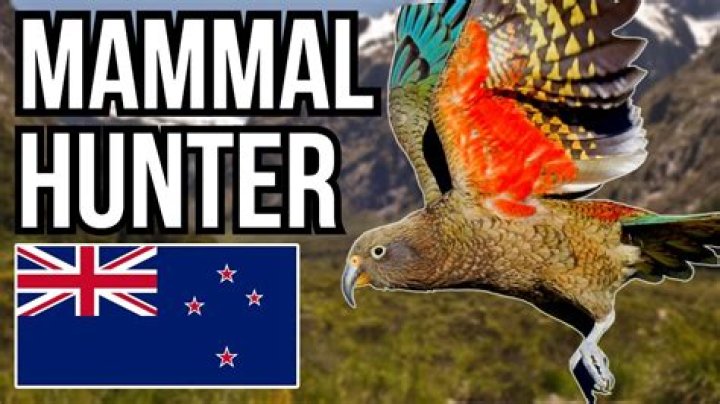 Does new zealand have predators?