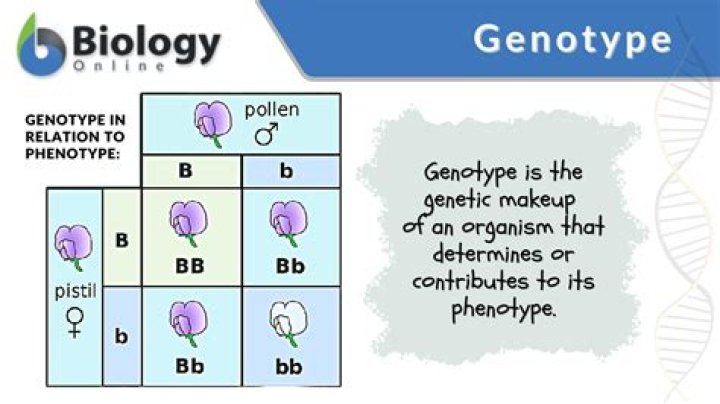 Does phenotype always reflect genotype?