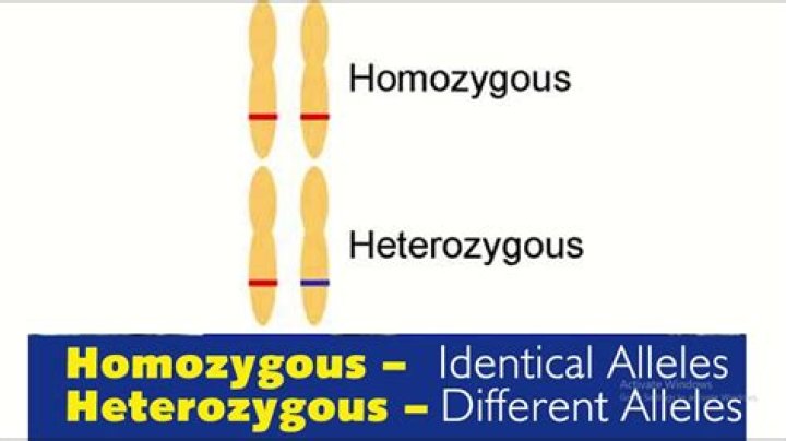 Does wild type mean homozygous?