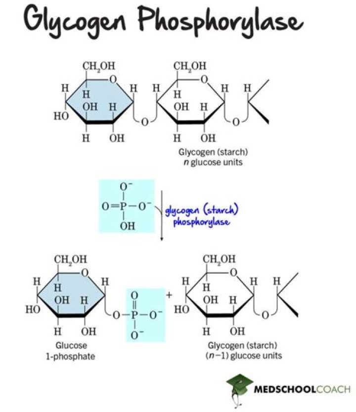 During glycogenolysis glycogen is broken down?
