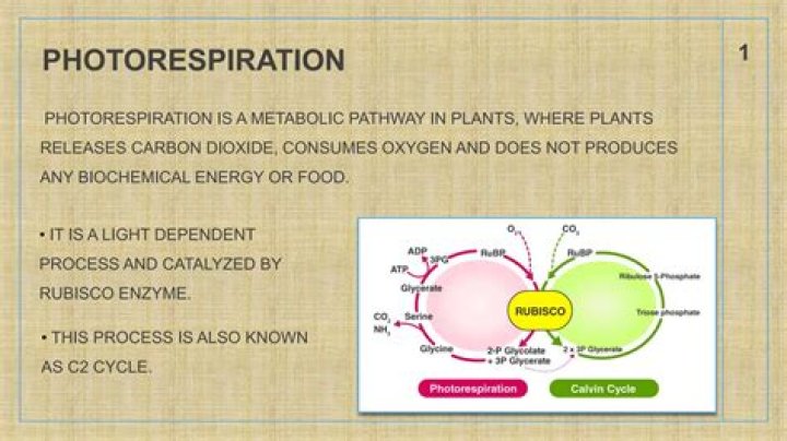 During photorespiration which of the following takes place?