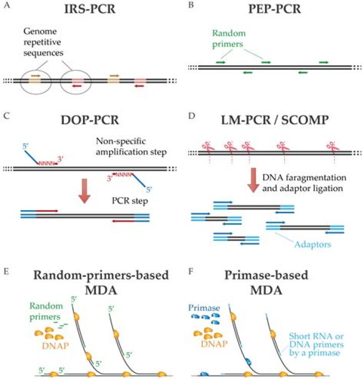 During replication the primers are made up of?