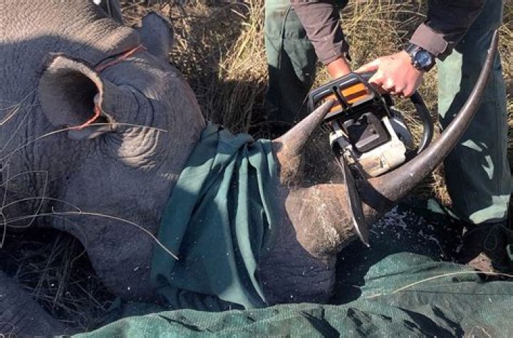 How can i stop poaching?