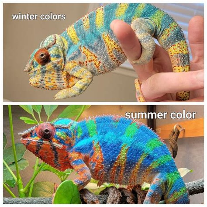 How do chameleons change color?