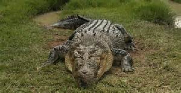 How far south are crocodiles in western australia?