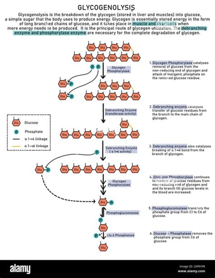How is glycogenolysis different from glycogenesis?