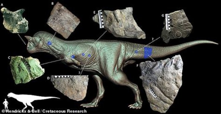 How many carnotaurus fossils are there?
