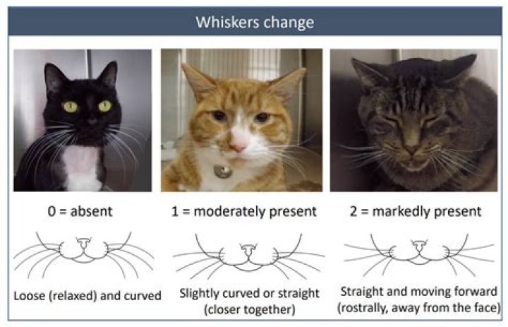 How many whiskers are on a cat?