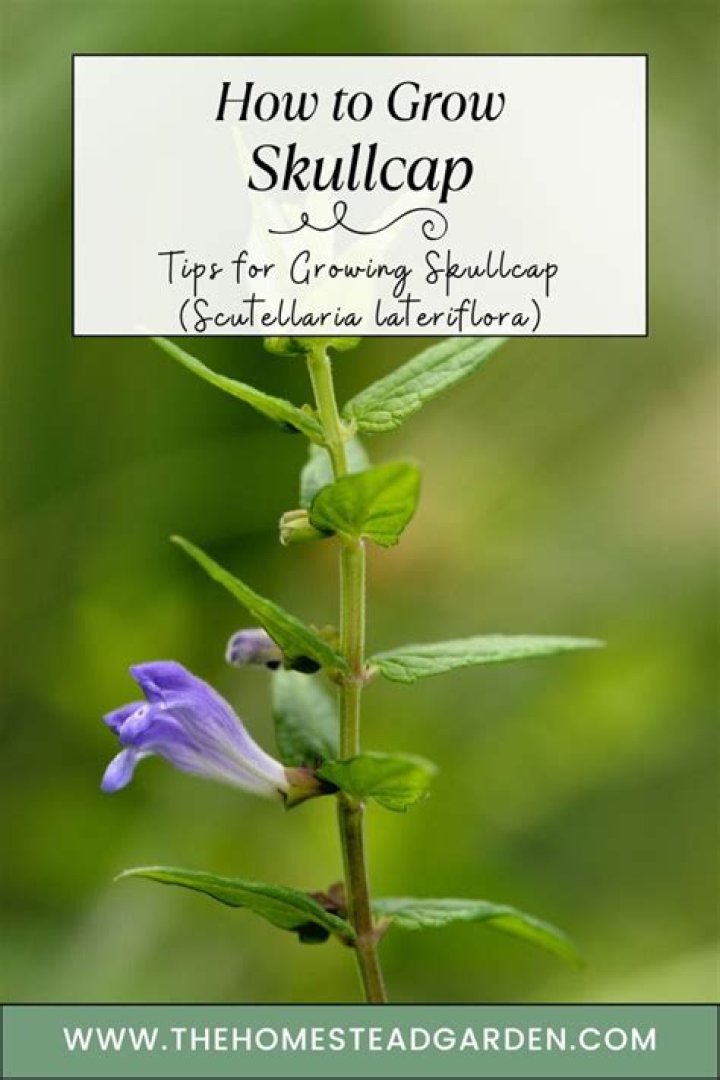 How much skullcap should i take?