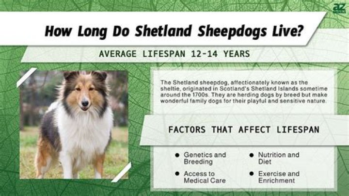 How old do shelties live?