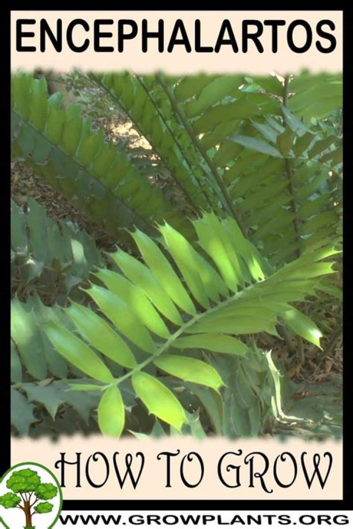 How to grow encephalartos?